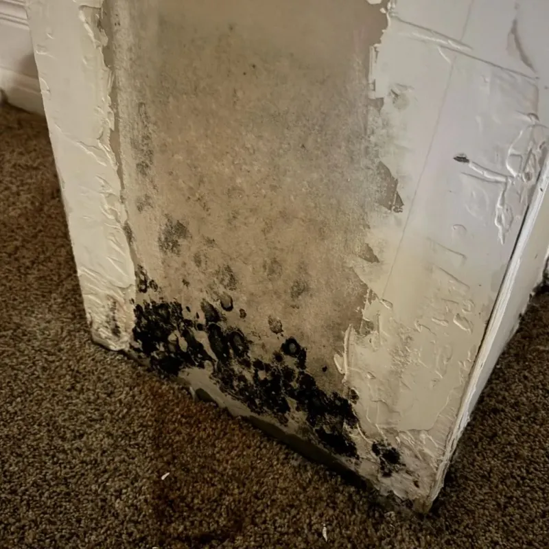 Professional Mold Removal in Salineville, OH